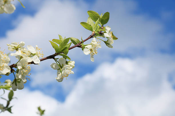 istock Abstract floral background, tender blooming cherry with soft focus. Banner for the screen, a beautiful postcard, spring concept, selective focus 1217879405