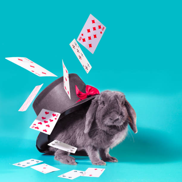 dwarf rabbit under a hat with a cylinder and flying cards on a turquoise background gray dwarf rabbit under a hat with a cylinder and flying cards on a turquoise background rabbit brush stock pictures, royalty-free photos & images