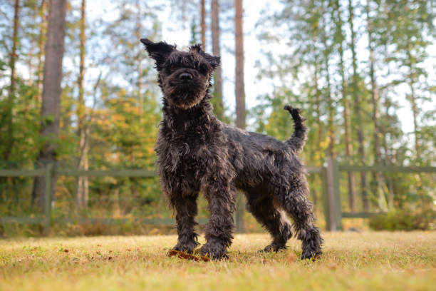 istock small schnauzer standing on backyard on summer day 1217880346