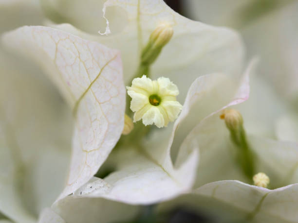 istock White flower of Trinitarian 1217880498