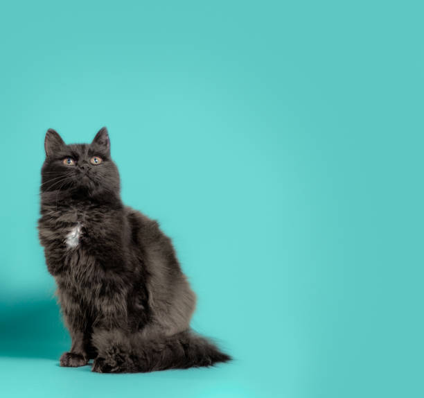 istock black cat looks up on a turquoise background 1217880501