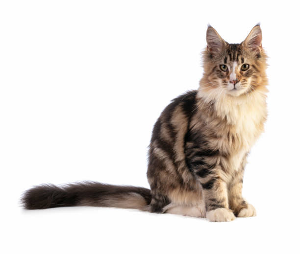 istock Young Maine coon sitting 1217882407