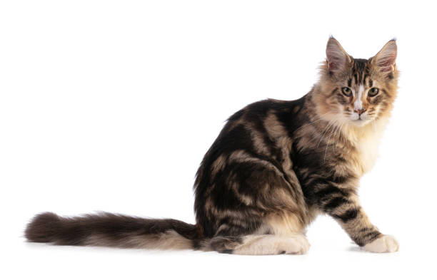 istock Young Maine coon sitting 1217882418