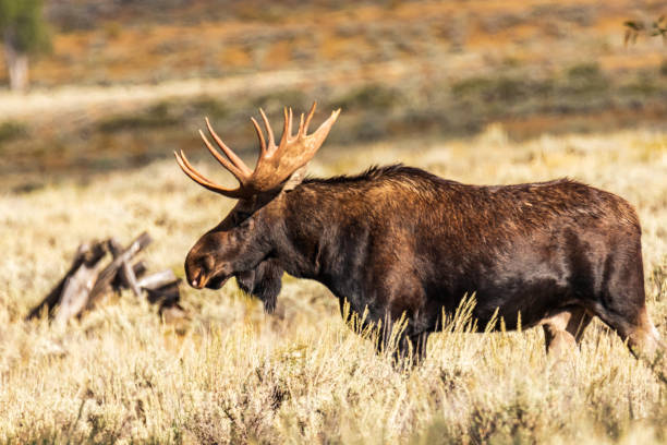 istock Side view of Bull Moose standing in sage bushes 1217882834