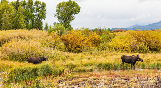 istock Female moose and calf by water surrounded by Fall color 1217882923