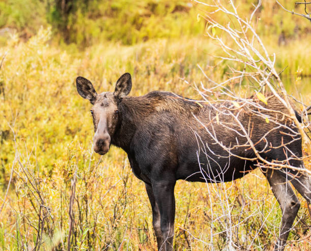 istock Moose calf looking at camera with Fall color behind 1217882930