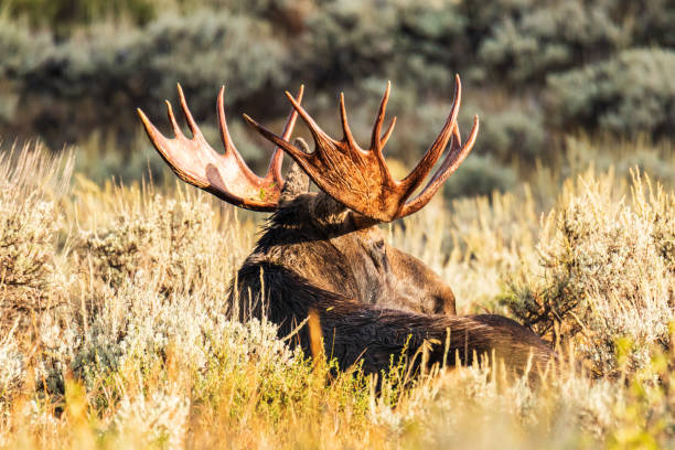 bull moose acostado en la luz de la mañana - alce macho fotografías e imágenes de stock