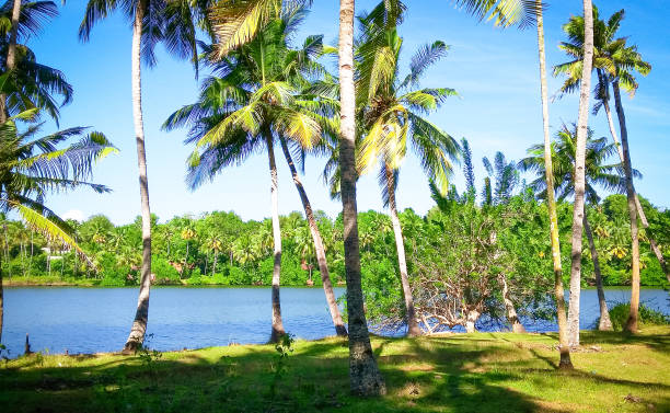 istock Natural Beautiful Lake And Mangroves 1217883867