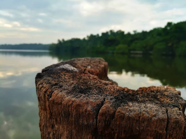istock Stick In River For Tie Boat 1217883889