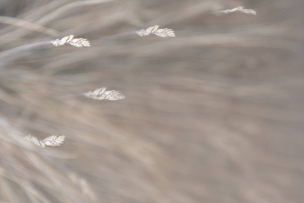 istock Blurred background of dry grass that sways in the wind. 1217883904