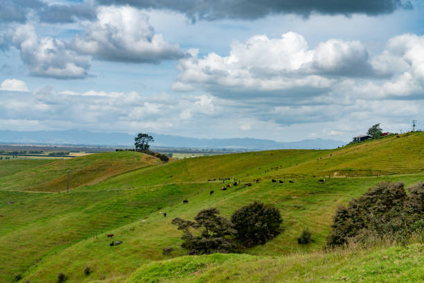 istock Cattle Farm, New Zealand 1217883925