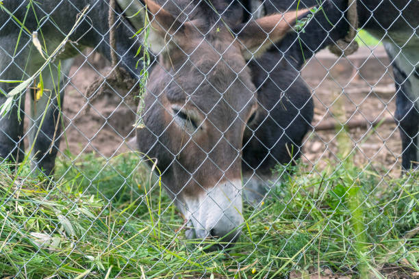 istock Two donkey eat grass behind fence 1217883973