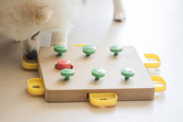 istock Dog playing Intellectual game. Training game for dogs. 1217885838