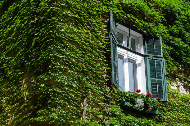 istock View of the house which is covered with wild grapes. 1217886034