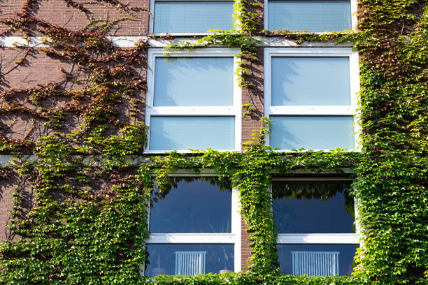 istock View of a brick house that is covered with wild grapes. 1217886063