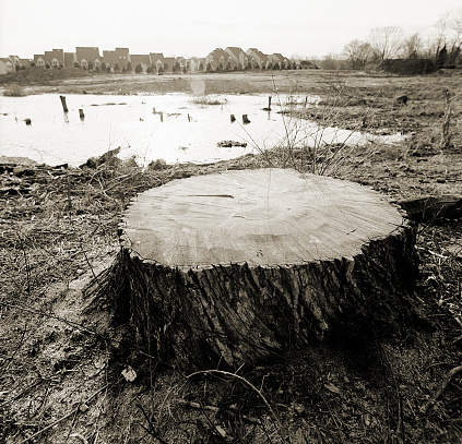 A single tree stump at a housing development site.