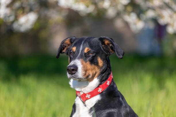 istock Dog in a field on nature 1217888228