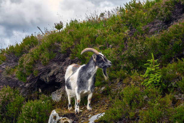 istock Domestic goat grazing on the grass, Norway 1217888260