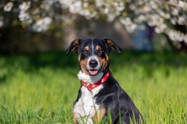 istock Dog in a field on nature 1217888344