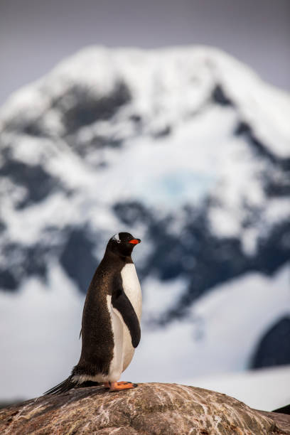 istock Gentoo Penguin Lookout 1217888685