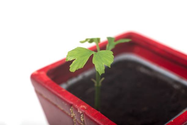 DSLR full frame outdoor overcast daylight image of Leaf celery in a purple pot in front of a green meadow in Germany