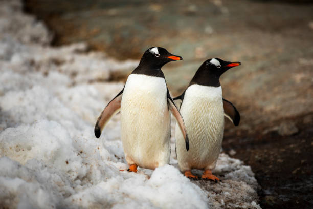 gentoo penguins in antarctica - bird black penguin gentoo penguin imagens e fotografias de stock