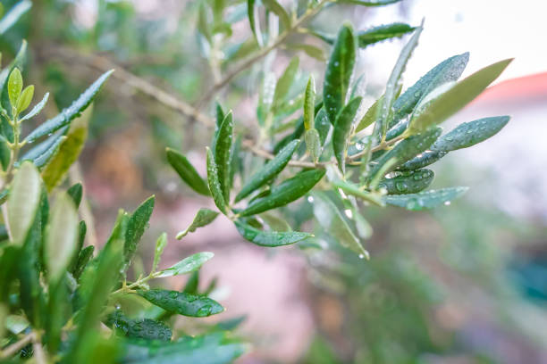 istock Olive tree in Croatia in summer 1217889720