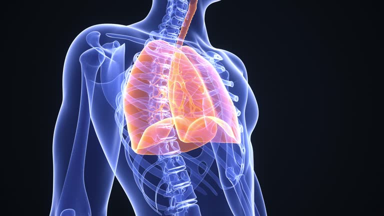 13,685 Lungs Stock Videos and Royalty-Free Footage - iStock | Lung icon, Lung xray, Breathing 13,685 Lungs Stock Videos and Royalty-Free Footage - iStock | Lung icon, Lung xray, Breathing