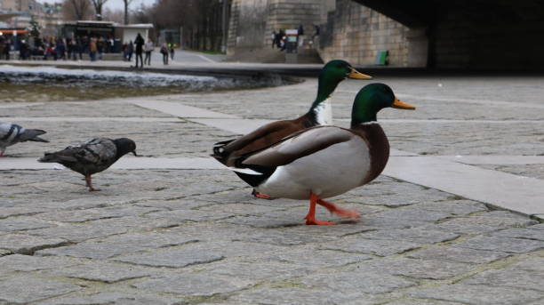 istock Ducks In France 1217889792