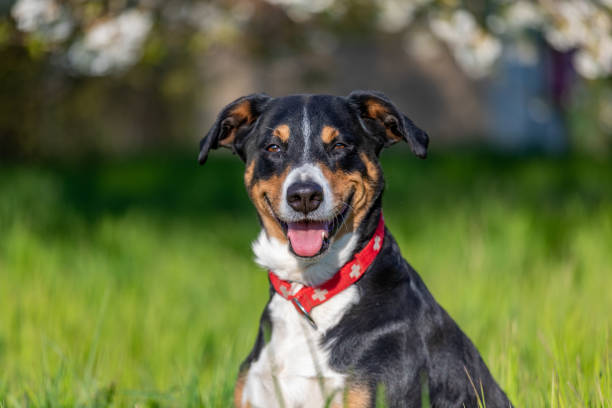 istock Dog in a field on nature 1217889880