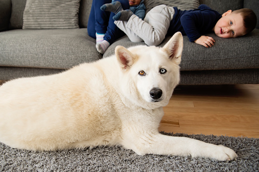 Young brother and sister playing with the family dog in the living room. Everybody is casually dressed, kids are 2 and 4 year’s old. Horizontal full length indoors shot with copy space.