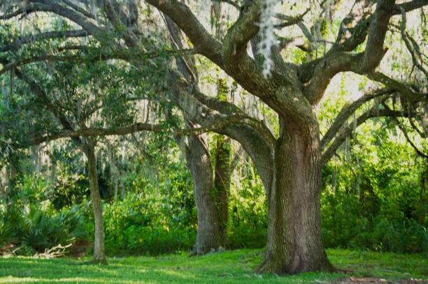 istock Oak trees in a row landscape picture 1217892168