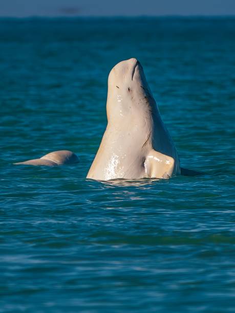 beluga wal oder weißer wal, delphinapterus leucas, cunningham inlet, somerset island, nunavut, kanada, kanadischer arktischer archipel, monodontidae - beluga whale stock-fotos und bilder