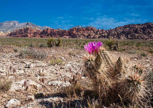 Bright pink hedgehog cactus (Echinocereus engelmannii) blooming with a background of desert and red rock formations