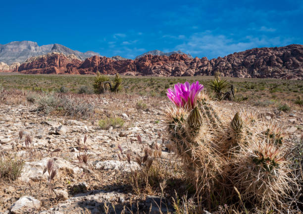 ярко-розовый кактус ежа (echinocereus engelmannii), цветущий на фоне пустынных и красных скальных образований - nevada desert landscape cactus стоковые фото и изображения