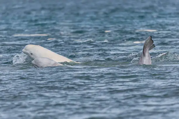 Photo of Beluga Whale or White Whale, Delphinapterus leucas, Cunningham Inlet, Somerset Island, Nunavut, Canada, Canadian Arctic Archipelago,  Monodontidae. Mother and young calf.