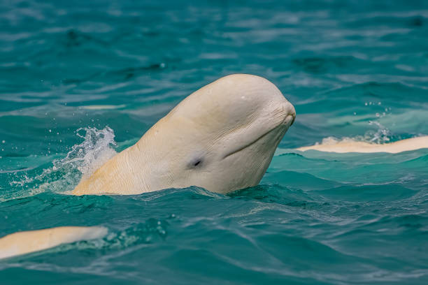 ballena beluga o ballena blanca, delphinapterus leucas, cunningham inlet, somerset island, nunavut, canadá, archipiélago ártico canadiense, monodontidae - beluga whale fotografías e imágenes de stock