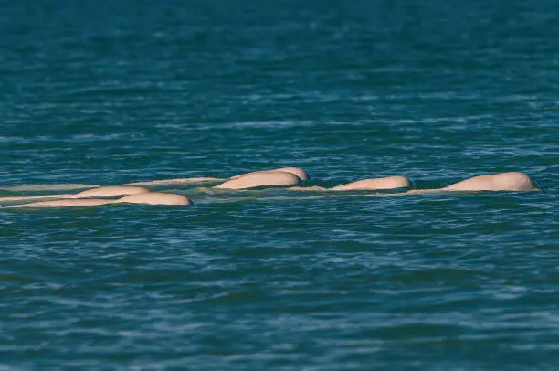 Photo of Beluga Whale or White Whale, Delphinapterus leucas, Cunningham Inlet, Somerset Island, Nunavut, Canada, Canadian Arctic Archipelago,  Monodontidae