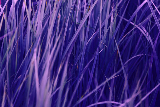 Forest grass in fantasy lilac colors. Ecology, wild life and gardening, macro, magic postcard, copyspace.