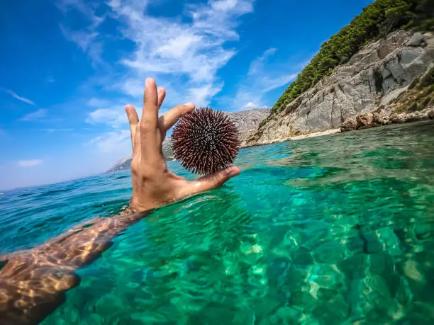 Sea urchin in Adriatic sea in Dalmatia