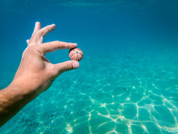 istock Sea urchin sceleton in Adriatic sea in Dalmatia 1217895302