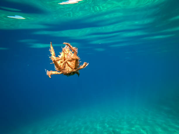 istock Spider crab of Adriatic sea 1217895319