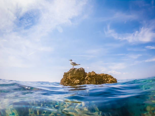 istock Seagull on the rock in Adriatic sea 1217895357