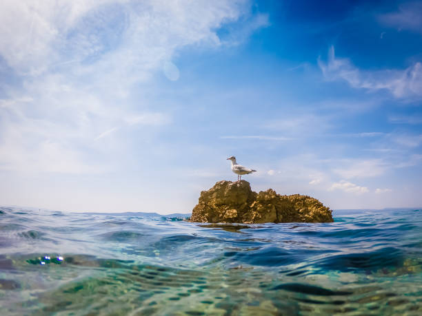 istock Seagull on the rock in Adriatic sea 1217895376
