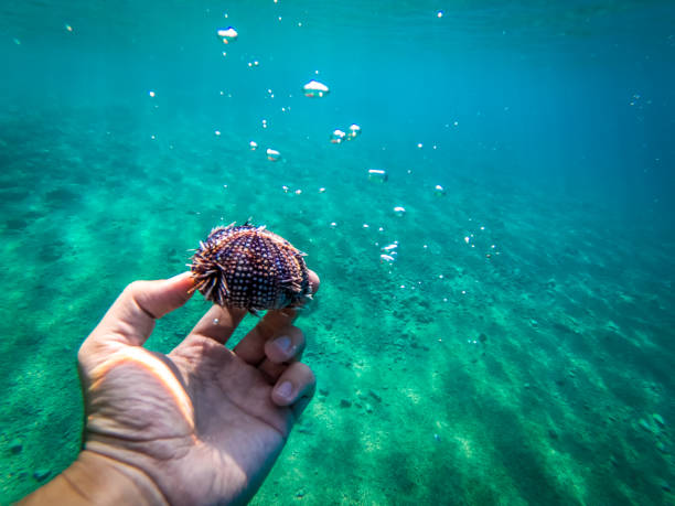 istock Sea urchin sceleton in Adriatic sea in Dalmatia 1217895388