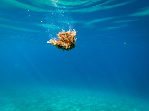 istock Spider crab of Adriatic sea 1217895390