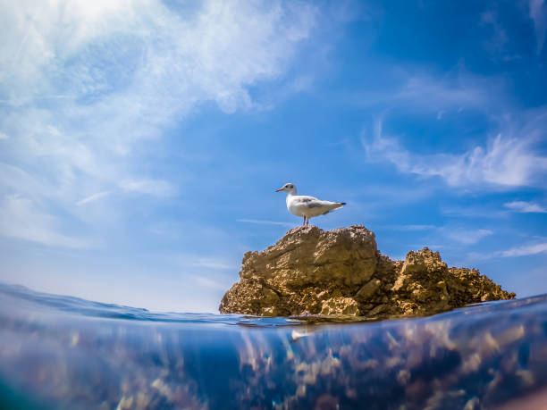 istock Seagull on the rock in Adriatic sea 1217895395