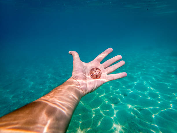 istock Sea urchin sceleton in Adriatic sea in Dalmatia 1217895436