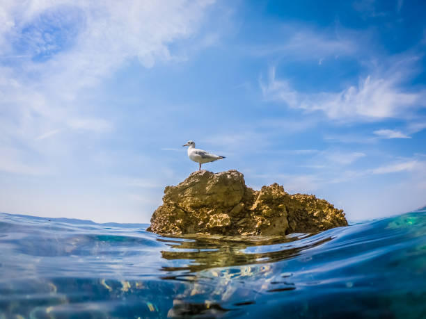 istock Seagull on the rock in Adriatic sea 1217895443