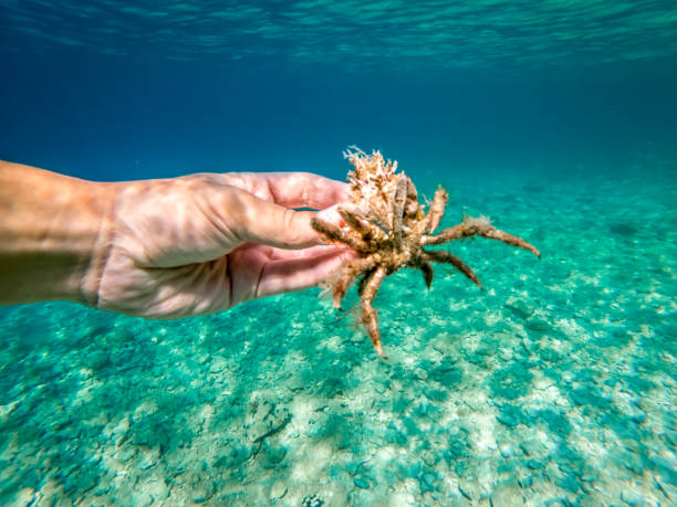 istock Spider crab of Adriatic sea 1217895463